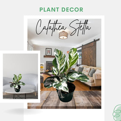 Calathea Live Plant in 4" Pot - Calathea Stella Plant Live - Pet Safe Easy to Grow Indoor Houseplants Flowers for Home Office Wedding Decor & Birthday Gift (Heat Pack Included)