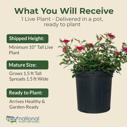 Sunblaze Dragon Fruit Mini Rose Bush - Summer & Spring Blooming Deep Pink Flowers for Gardens and Floral Arrangements - Grows Upto 1.5' x 1.5' in 2 Gal Pot - Garden Roses w/Mild Fragrance (1 Count)