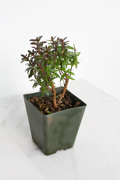 Generic Bonsai Starter Myrtle Compacta Plant Gift Mini Starter Plant 2 inch Pot Outdoor Zen Garden Gift for Mom (1), Green