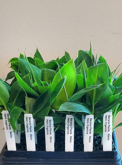 Banana Plants Double (Mahoi) Includes Four (4) Plants