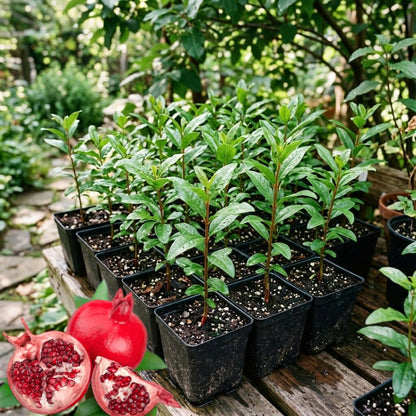Red Pomegranate Plant Live, Cold Hardy Pomegranate Tree Live Plants for Home Garden, Edible Fruit Trees from 4 to 6 Inches Tall