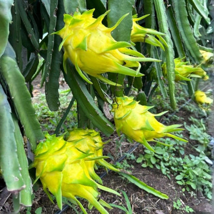 Sweet Yellow Dragon Fruit Plant 1 Gallon, Tropical Dragon Fruit Plant Live for Planting Outdoor Home Gardening