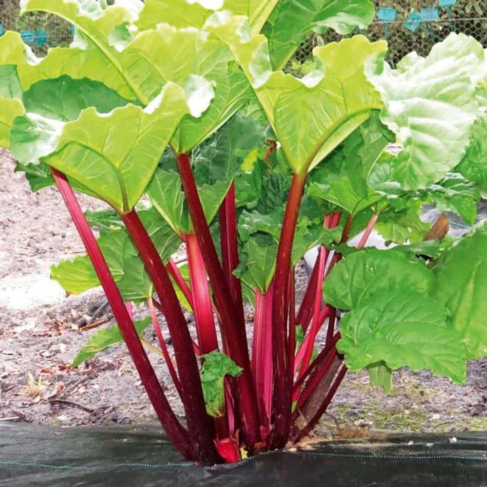 5 Big Rhubarb Roots Crown for Planting Outdoor Indoor, Large Rhubarb Rhizomes, Hardy Perennial Vegetable Gardening