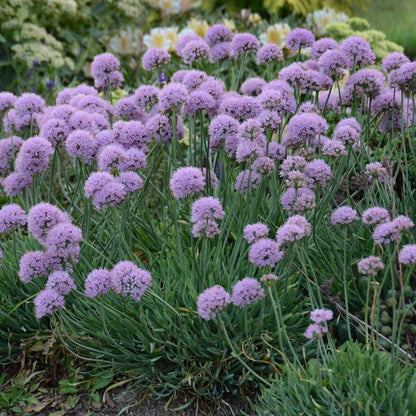 Complete Sunny Perennial Pollinator Flower Bulb Garden - 25 Bulbs for 50 Days of Continuous Blooms (Summer Color from July Through October) - Easy to Grow Summer Planting Bulbs by Willard & May