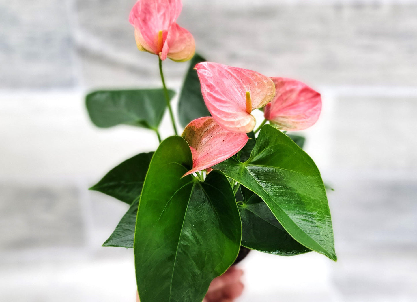 Rare Anthurium Pink Live Plant in 4-Inch Pot - Anthurium Flamingo Flower Plant - Exotic Flamingo Plant for Home or Office by 3exoticgreen
