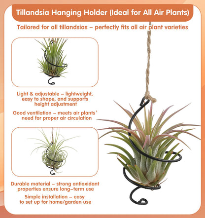 ValueBargain 6Pcs Hanging Air Plant Holder, Air Plant Hanger with Jute Ropes, Soilless Tillandsia Display Stand for Home & Office Decor, Succulent Container