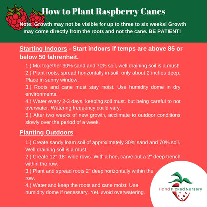 Caroline Raspberry Plants - Everbearing, Very Large Raspberries - Mature Raspberry Canes from Hand Picked Nursery (1)