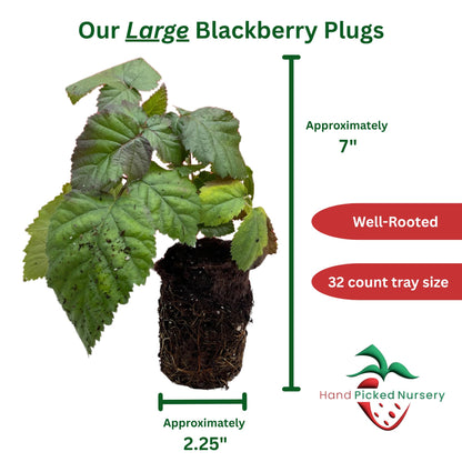 'Chester' BlackBerry Plants - Thornless, Winter Hardy, and Productive Blackberries from Hand Picked Nursery (3)