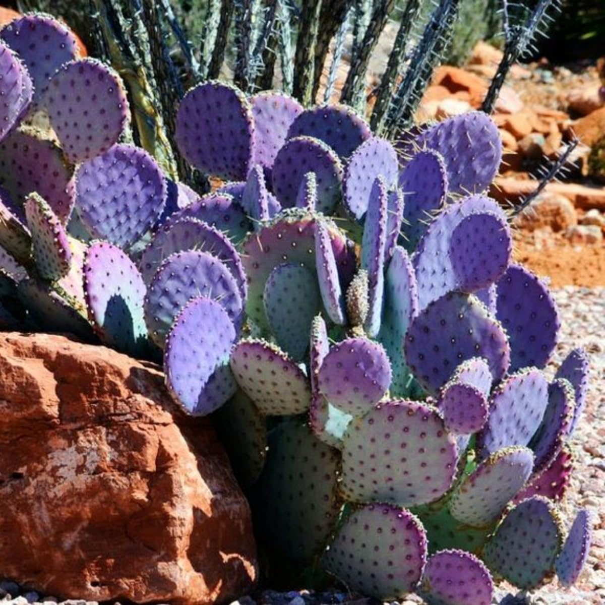 Purple Prickly Pear Cactus Plants Live in 3 Inch Pot, Hardy Colorful Cactus Plants, Great for Rock Gardens and Pots
