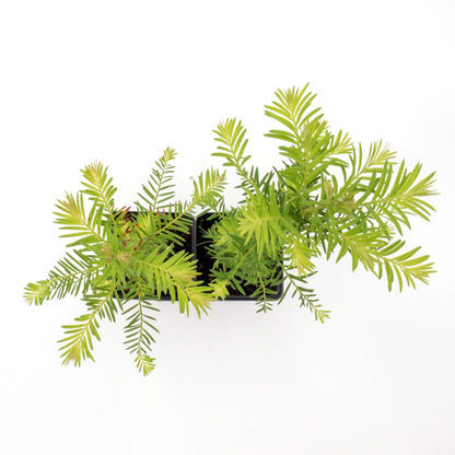 2 Coastal Redwoods (Sequoia sempervirens) – Tall Evergreen Conifer with Soft, Dense Needled Foliage | 2.5” Nursery Cubes, Ready-to-Plant Live Starter Plants
