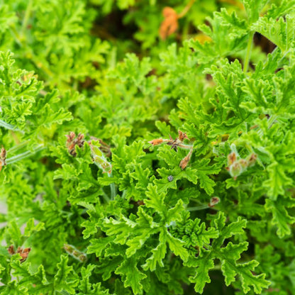 Set 2 Citronella Live Plants 4-7 Inches, Fragrant Citronella Geranium for Growing Outdoor Garden