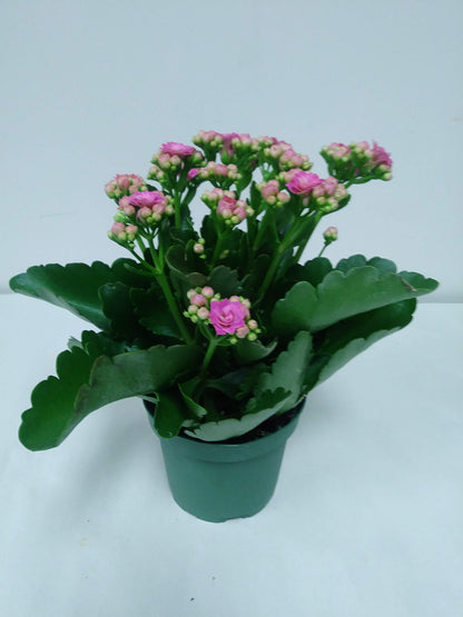 Live 4" Pink Kalanchoe with a 4" Plastic Grow Pot - 4 Inch Plant