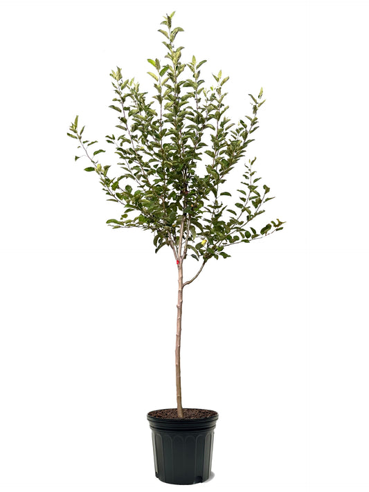 American Plant Exchange Apple Tree 'Wolf River' – Live Fruit-Bearing Plant, 7-Gallon Pot, Cold Hardy, Sweet Edible Apples for Outdoor Orchards and Landscapes