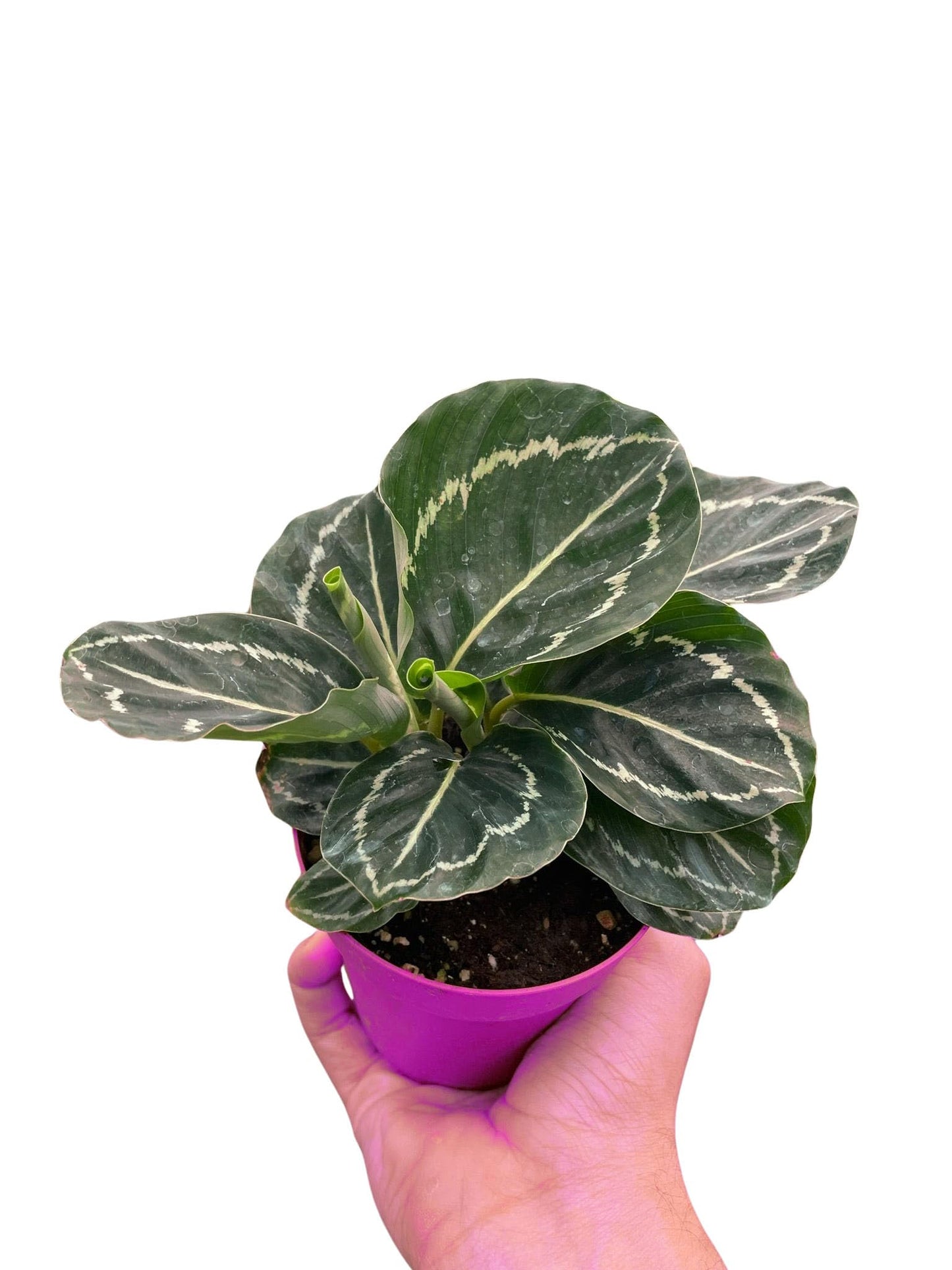 3 Pack Calathea 'Green Goddess' in 4in Pot - Live Tropical Houseplant - Easy to Grow | Air Purifying | Pet Friendly | Variegated | USA Growers | The Snobby Leaf