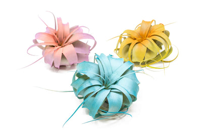 Colorful Mini Tillandsia Xerographica Air Plants in Custom Vibrant Tones - (Citrus, Pack of 3)