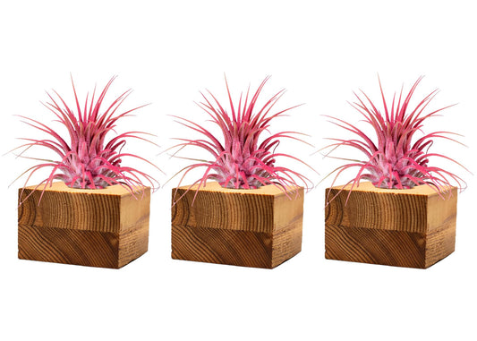 Air Plants - Tillandsia Ionantha - Organically Enhanced Color - Live Arrival Guaranteed - House Plants for Home Decor & Gift (3pk Coral Glow Tan Singles)
