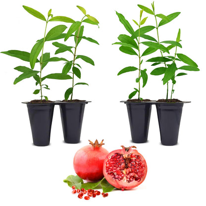 Pomegranate Salavatski Live for Sale (4 Pack) | Easy to Grow Plants | Edible Fruit Plant for Sustainable Living | Grow Your own Food on Your Edible Organic Garden| Live for Planting| 2 inch Pot