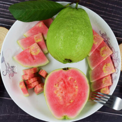 Guava Tree Live Plant, Pink Guava Plant for Planting Indoor Outdoor, 5 to 7 Inc