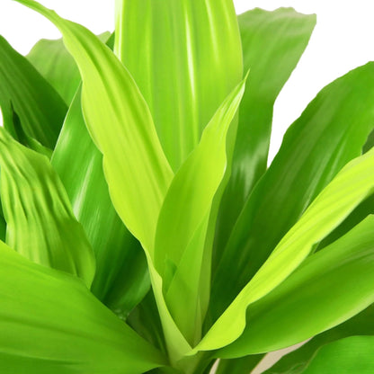 3 Pack Dracaena 'Lime Light' in 6in Pot - Live Plants Tropical Houseplants | Variegated | USA Growers | The Snobby Leaf