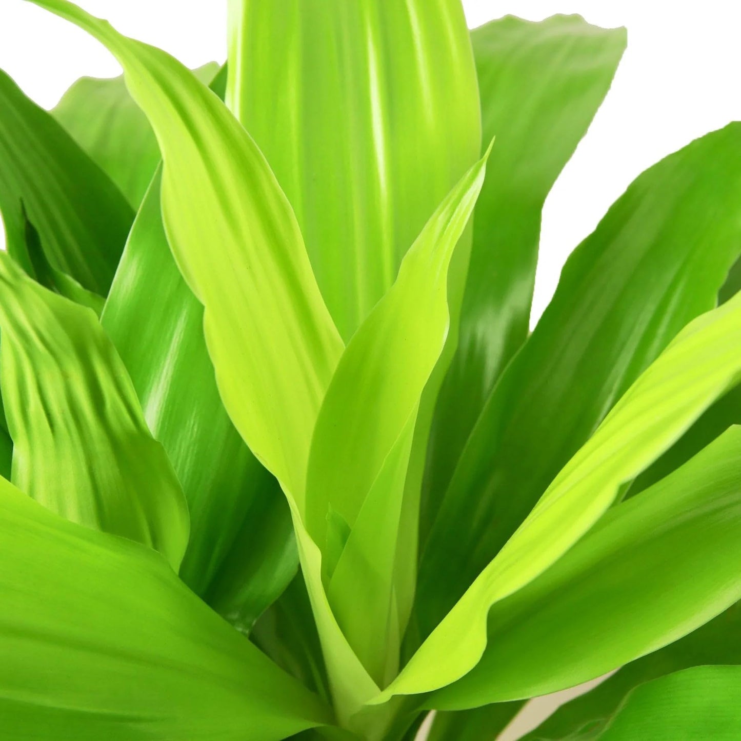 Dracaena 'Lime Light' in 6in Pot - Live Plants Tropical Houseplants | Variegated | USA Growers | The Snobby Leaf