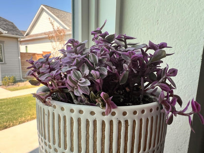 Sprout N Green Rare Pink Succulent Callisia repens 'Pink Lady', Live Plant Fully Rooted in 4" Pot, Home Office Wedding Decor DIY Project Party Favor, Garden Beginner Friendly, Keep Away from Pets