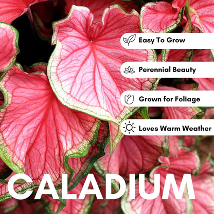 Dragon Heart Caladium Bulbs for Planting - Perennial Hosta, Elephant Ears, Fancy (6 Bulbs)