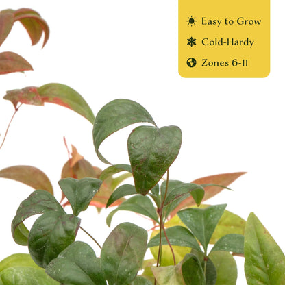 4 Fire Power Heavenly Bamboo in 2.5” Nursery Cubes (Nandina domestica 'Fire Power') | Dwarf Evergreen Shrub with Bright Red Foliage and Compact Growth | Live Starter Plants