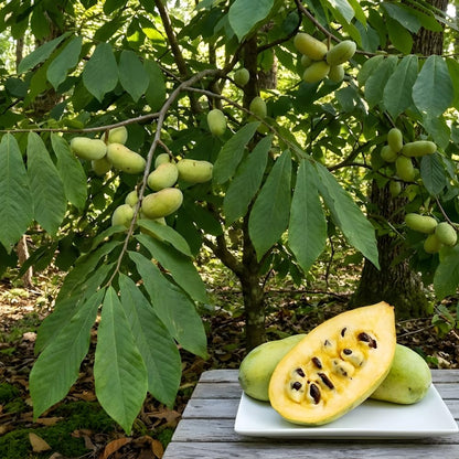 Pawpaw Tree Live Plant for Planting in Quart Pot, 12 to 18 Inch Tall, Easy Care Tropical-Style Fruit Plant for Sunny Outdoor Spots