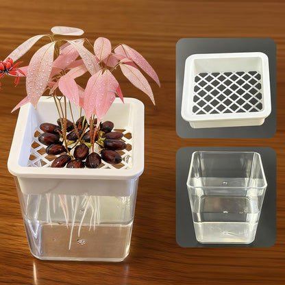 Plant Propagation Station - Clear Soilless Containers for Plants | Hydroponic Pots | For African Violets Alocasia Bedroom Living Room Patio Balcony Desk Porch