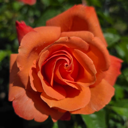 Ma Cherie Roses - Royal Dane Rose Bush Ready to Plant, 2 Quart Potted Live Rose Plant, Apricot Orange Rose, Plant Gifts