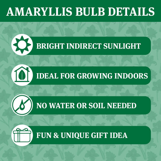 Santa's Buddy Sweater Amaryllis Flower Bulb with Stand, No Water Needed, Gift Ready