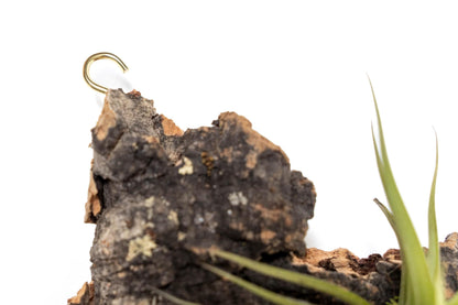 Air Plant Shop Fully Assembled Air Plant Cork Bark Displays - Wholesale and Bulk - Succulents - Live Tillandsia - Easy Care Indoor and Outdoor House Plants (Chunk)