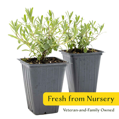 2 Super Blue Lavender Plants (Lavandula angustifolia 'SuperBlue') | Live Evergreen Herb with Fragrant Purple-Blue Blooms | Fast-Growing Perennial for Pollinators & Landscaping in 3.5" Cubes