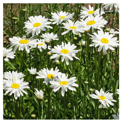 Alaska Shasta Daisy - Perennial, Full Sun Daisy Chrysanthemum - 5,800 Seeds - 30" Tall