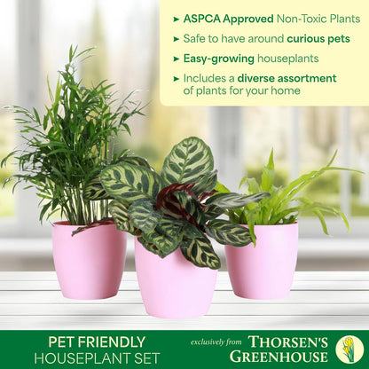 Thorsen's Greenhouse Live Pet Friendly Indoor Houseplants, Live Plants, Safe for Pets, 4" Diameter Pot, 3-Pack (White)
