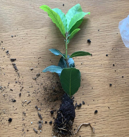 Bay Laurel Tree - Laurus Nobilis - Bay Leaf Live Plant (5–9 Inches Tall) - True Laurel, Aromatic Evergreen – Container-Friendly Patio Tree or Indoor Herb
