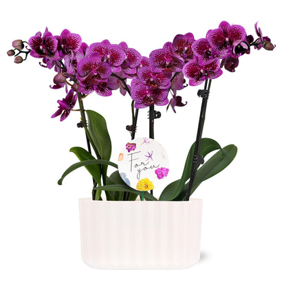 Wild Interiors Green Circle Growers 6" Double Mini Dark Purple Orchids in White Memphis Floramx Planter – Live Orchid Arrangement, Elegant Indoor Flowering Plant Gift