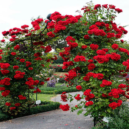 Rose Plant Live in Pot for Planting, Fragrant Roses Flowers, Summer Blooming Ornamental Garden Shrub (Red Climbing Rose)