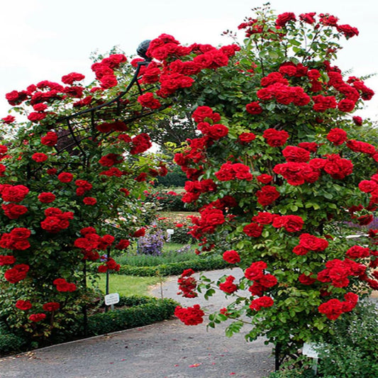 Rose Plant Live in Pot for Planting, Fragrant Roses Flowers, Summer Blooming Ornamental Garden Shrub (Red Climbing Rose)