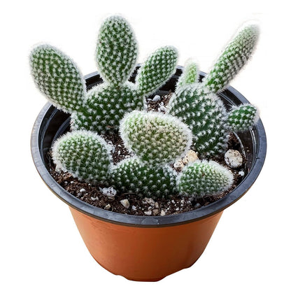 Live Succulents 'Bunny Ear Cactus' (4-inch), Succulent Plants Fully Rooted in Pots with Soil, Easy-Care House Plant for DIY, Home Office Decor, Wedding Party Favor