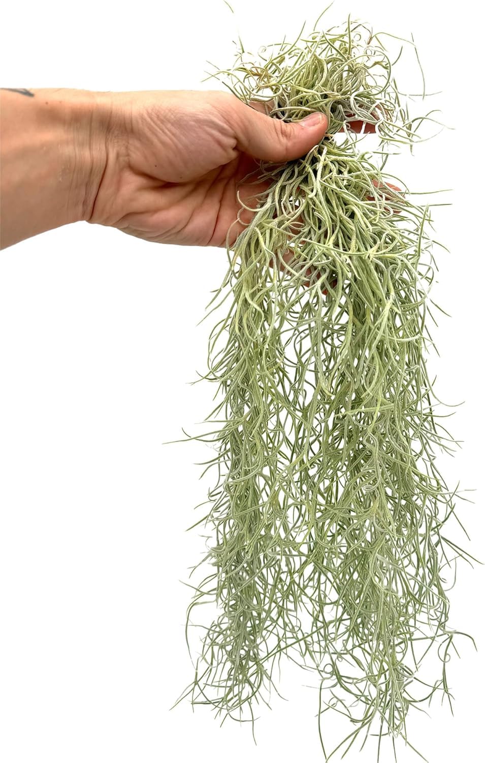ragnaroc Tillandsia Usneoides ‘Thick-Colombian Spanish Moss’ - ragnaroc Indoor Tropical Plant 16” / 1 oz - Live Arrival Guaranteed - Live Air Plant & House Plants for Home Decor & Gift