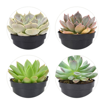 Arcadia Garden Products Live Assorted Mini Succulents in 2 in. Grower Pot, 12-Pack, Green (LV66) ***Cannot Ship to Hawaii***