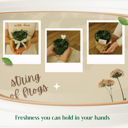 Live Plant String of Frogs 4" - Live Trailing Succulent Fully Rooted in Pot with Soil Mix - Rare House Plant for Home Office Wedding Hanging Decoration, DIY Projects, Party Favor(Heat Pack Included)