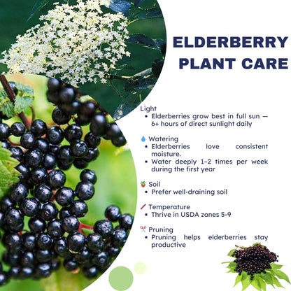 Elderberry Plant Live, 6-12" Height, Hardy Perennial Black Elderberry Bush for Outdoor Planting, in Pot