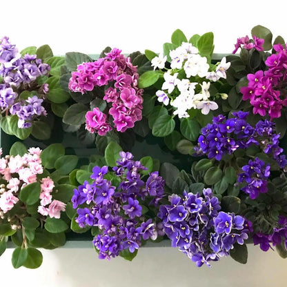 African Violets Live Plants, African Violet Plant Live House Plants, 4 Inc Potted, 4 to 6 Inc Long (Blue)