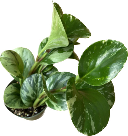 Live Rubber Plant - Peperomia Marble - Peperomia Obtusifolia Marble Variegated - Available in 3", 4", and 6" Pots - CA Seller - Ideal Gift for Home, Office - Peperomia Live Plant (4" Pot)