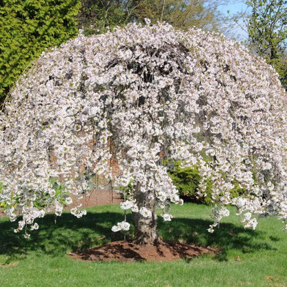 Cherry Blossom Tree Live Plant, 8-12" Tall, Ornamental Flowers for Outdoor Planting, in Pot (Weeping Cherry)