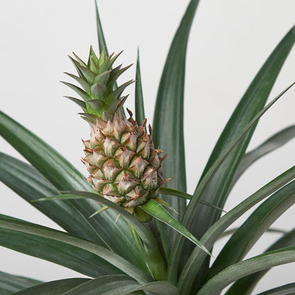 Bromeliad 'Yellow Pineapple' | Live Plant for Indoor & Outdoor | for Living Room, Office, Bathroom | (6" Pot)