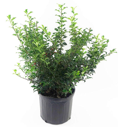 Ilex X meserveae 'Blue Princess' (Blue Holly) Evergreen, #2 - Size Container