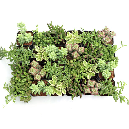 Mountain Crest Gardens Trailing & Strings Succulent Pack - 24 Live Plants in 2 Inch Pots - Real Succulents for Hanging Planters, Home Decor, and DIY Arrangements